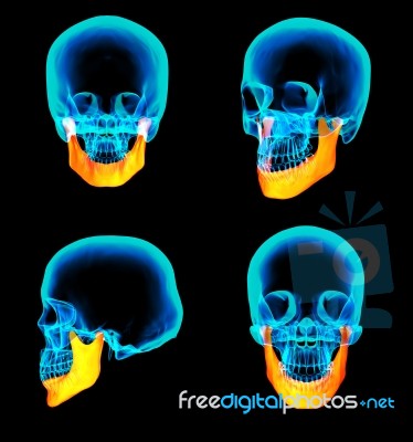 3d Rendering Illustration Of Jaw Bone Stock Image