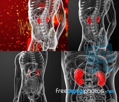 3d Rendering Illustration Of Kidneys Stock Image