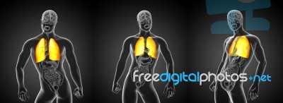 3d Rendering Illustration Of Lung Stock Image