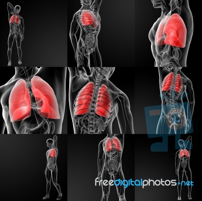 3d Rendering Illustration Of  Lung Stock Image