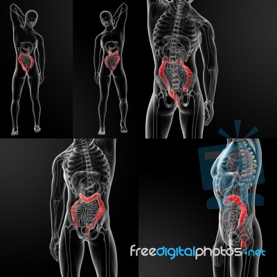 3d Rendering Illustration Of Male Large Intestine Stock Image