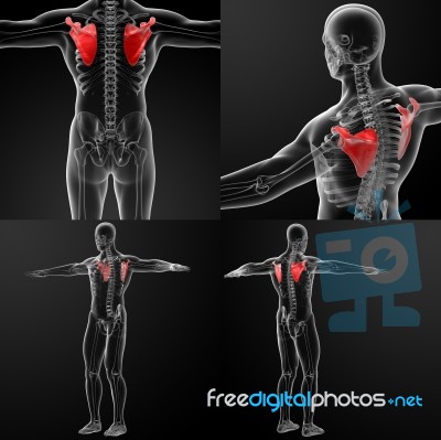 3d Rendering Illustration Of Scapula Bone Stock Image