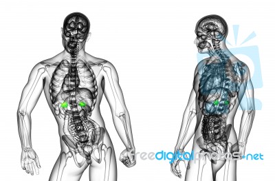 3d Rendering Illustration Of The Adrenal Stock Image