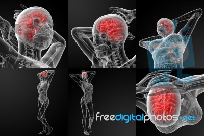 3d Rendering Illustration Of The  Brain Stock Image