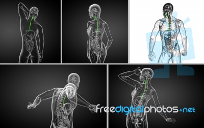 3d Rendering  Illustration Of The Esophagus Stock Image