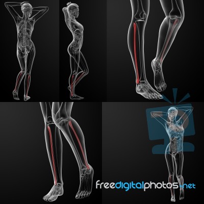 3d Rendering Illustration Of The Female Fibular Bone Stock Image