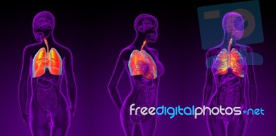 3d Rendering Illustration Of The Female Respiratory System Stock Image