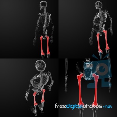 3d Rendering Illustration Of The Femur Stock Image