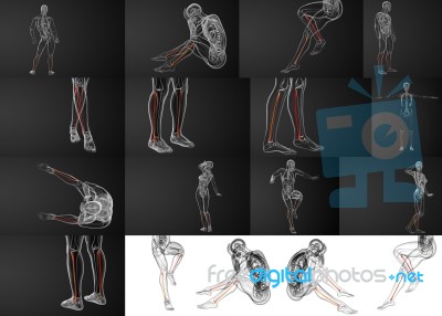 3d Rendering Illustration Of The Fibula Bone Stock Image