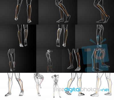 3d Rendering Illustration Of The Fibula Bone Stock Image