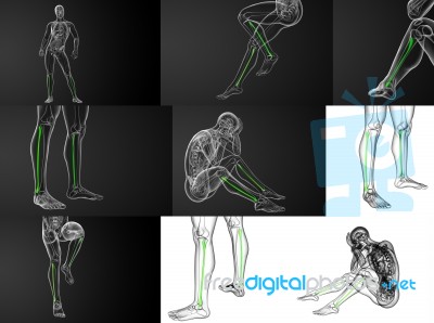 3d Rendering Illustration Of The Fibula Bone Stock Image