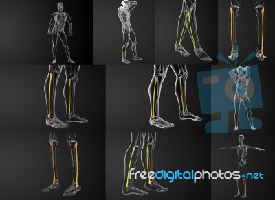 3d Rendering Illustration Of The Fibula Bone Stock Image