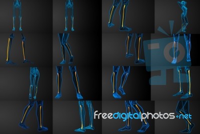 3d Rendering Illustration Of The Fibula Bone Stock Image