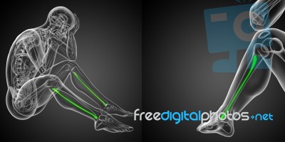 3d Rendering Illustration Of The Fibula Bone Stock Image