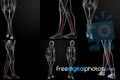 3d Rendering Illustration Of The Fibular Bone Stock Image