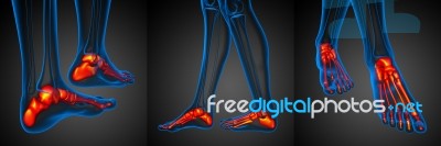 3d Rendering Illustration Of The Foot Bone Stock Image