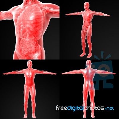 3d Rendering Illustration Of The Human Anatomy Stock Image