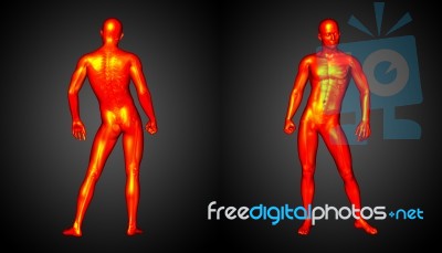 3d Rendering Illustration Of The Human Anatomy Stock Image