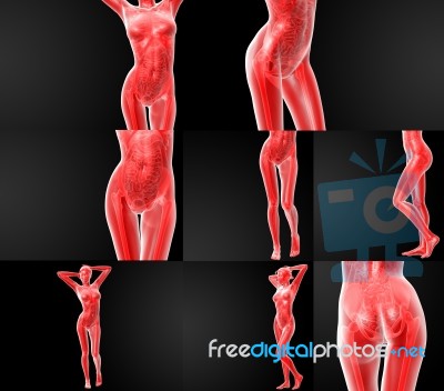 3d Rendering Illustration Of The Human Anatomy Stock Image