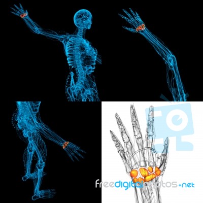 3d Rendering Illustration Of The Human Carpal Bones Stock Image