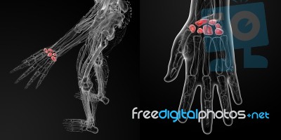 3d Rendering Illustration  Of The Human Carpal Bones Stock Image