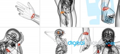 3d Rendering Illustration Of The Human Carpal Bones Stock Image