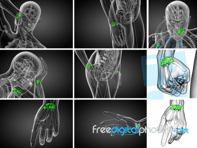 3d Rendering Illustration Of The Human Carpal Bones Stock Image