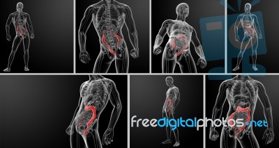 3d Rendering Illustration Of The Human Large Intestine Stock Image