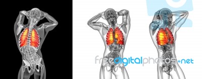 3d Rendering Illustration Of The Human Lung Stock Image