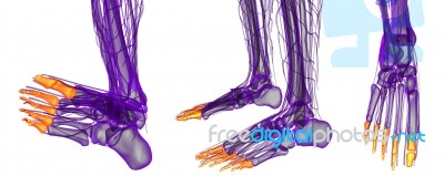 3d Rendering Illustration Of The Human Phalanges Foot Stock Image