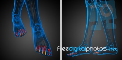 3d Rendering Illustration Of The Human Phalanges Foot Stock Image