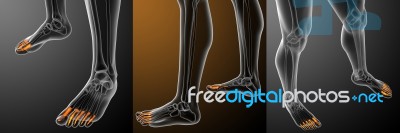 3d Rendering Illustration Of The Human Phalanges Foot Stock Image