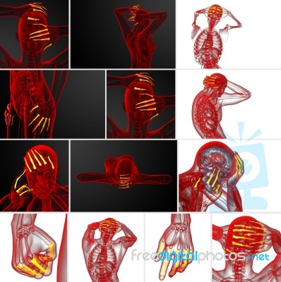 3d Rendering Illustration Of The Human Phalanges Hand Stock Image