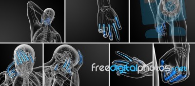 3d Rendering Illustration Of The Human Phalanges Hand Stock Image