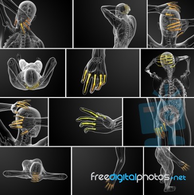 3d Rendering  Illustration Of The Human Phalanges Hand Stock Image