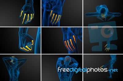 3d Rendering Illustration Of The Human Phalanges Hand Stock Image