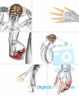 3d Rendering  Illustration Of The Human Phalanges Hand Stock Image