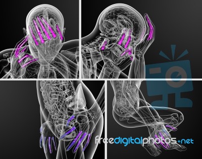 3d Rendering  Illustration Of The Human Phalanges Hand Stock Image