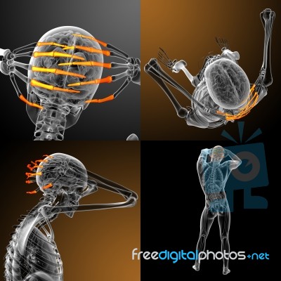 3d Rendering Illustration Of The Human Phalanges Hand Stock Image