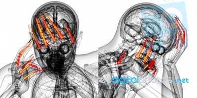 3d Rendering Illustration Of The Human Phalanges Hand Stock Image