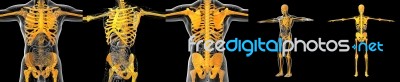 3d Rendering Illustration Of The Human Skeleton Stock Image