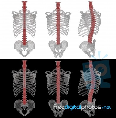 3d Rendering Illustration Of The Human Spine Stock Image