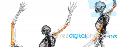 3d Rendering Illustration Of The Humerus Bone Stock Image