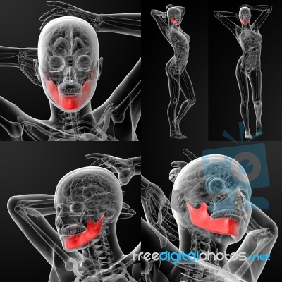 3d Rendering Illustration Of The  Jaw Bone Stock Image