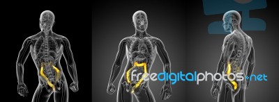 3d Rendering Illustration Of The Large Intestine Stock Image