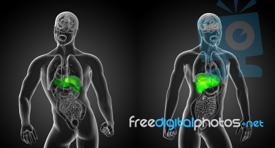 3d Rendering Illustration Of The Liver Stock Image