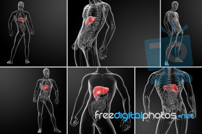 3d Rendering Illustration Of The Liver Stock Image