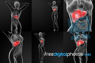 3d Rendering Illustration Of The  Liver Stock Image