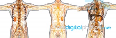 3d Rendering Illustration Of The  Lymphatic System Stock Image