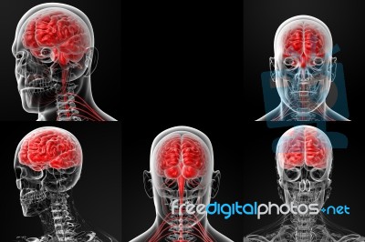 3d Rendering Illustration Of The Male Brain Stock Image